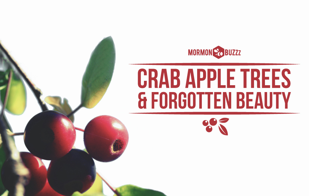 Crab Apple Trees & Forgotten Beauty